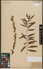 Foto von Salix triandra L. x Salix viminalis L.